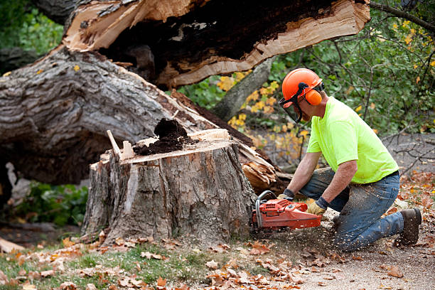 Best Tree Mulching  in USA